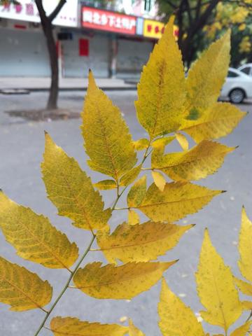 秋意渐浓的唯美句子短句（秋意渐浓的唯美古诗词长句）