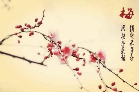 描写梅花动态的句子（比喻梅花的摘抄）