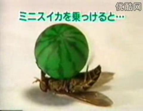 有趣的苍蝇精选作文（关于苍蝇的说明文精选）