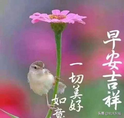 唯美的早安句子（早安的短文）