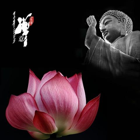 佛前莲花的唯美句子（禅意莲花诗词优美）