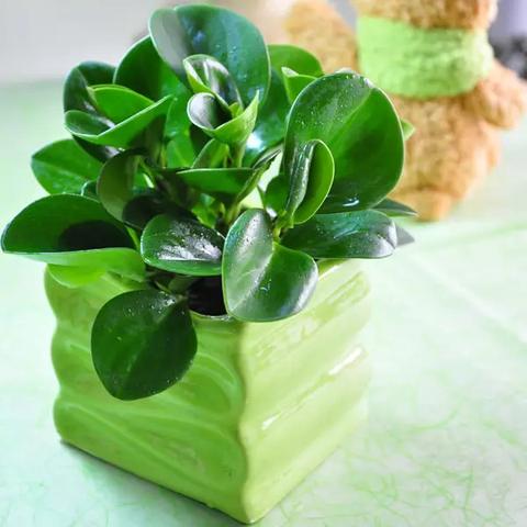 阳光与绿植文案（绿植朋友圈唯美）