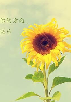 描写向日葵形状和颜色的句子（形容向日葵外貌的有哪些文案）