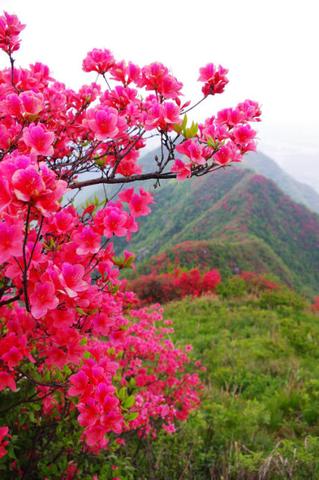 描写山花烂漫的美文短句（山花烂漫的说说长句）