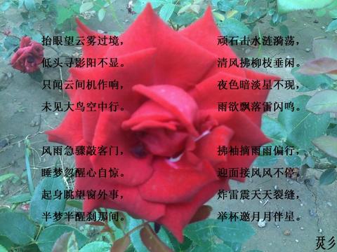 描写玫瑰花诗句最出名的古诗（玫瑰花的赞美句子9个字好句）