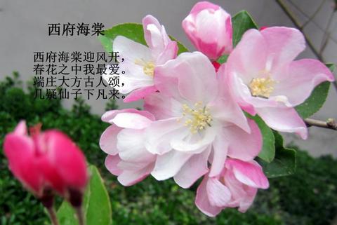 形容花开的漂亮心情好的短句（形容花美心情好的句子问候语）