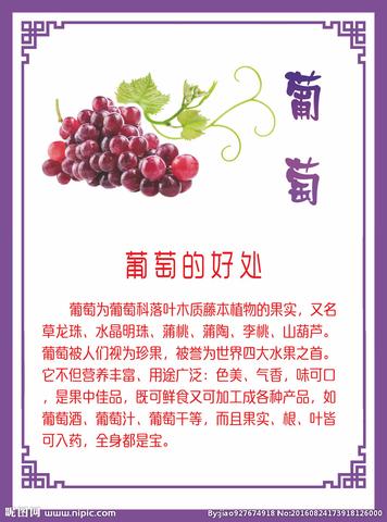 赞美葡萄的诗句古诗98首（葡萄果实累累的摘抄）