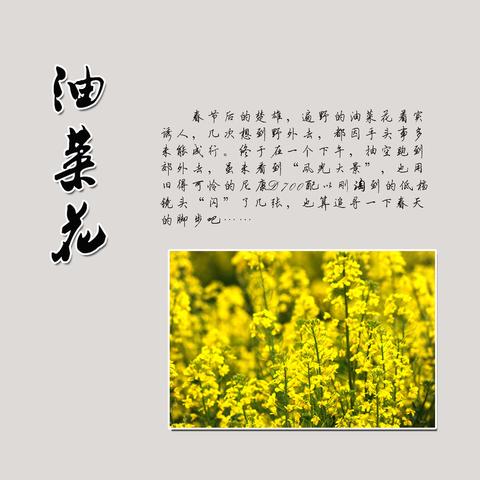 关于油菜花的唯美句子简短（赞美冬天油菜花精辟）