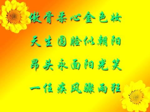 看向日葵的美照说说（向日葵图片配文案问候语）