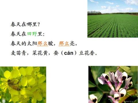 关于描写油菜花的诗句有哪些（赞美油菜花美景诗词语句）