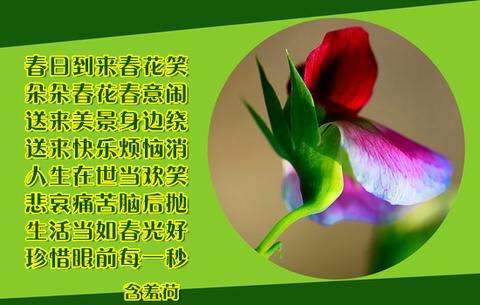 含月字的诗句飞花令（带花的飞花令500首话语）