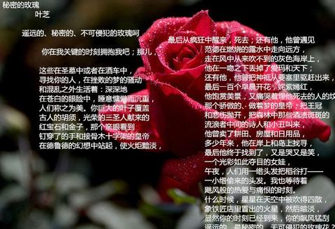 描写玫瑰花的古诗（玫瑰花的诗句经典名句金句）