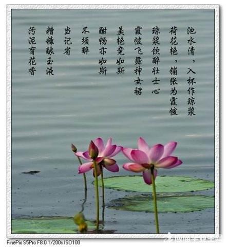 关于莲的诗句古诗20句（关于莲的20句寄语）