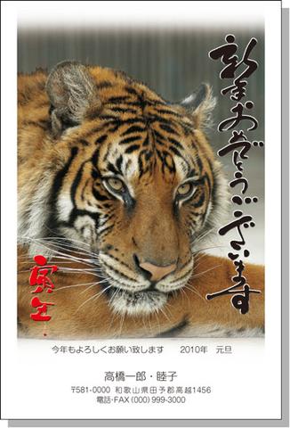 虎的励志名言（虎的励志长句）
