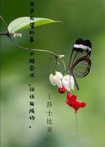 虎的励志名言（虎的励志长句）