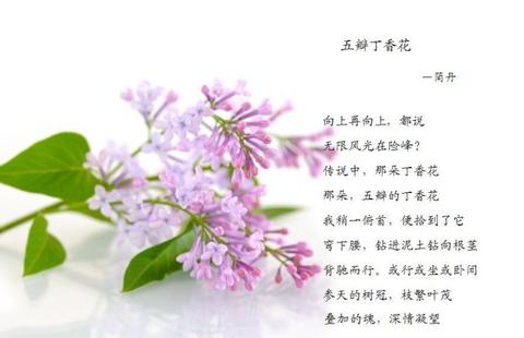 描写丁香花的优美句子校园（丁香花外观描写精辟）
