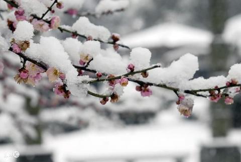 描写大雪的诗句唯美（赞美雪的唯美句子好句）