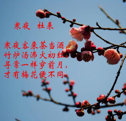 形容雪中梅花的唯美句子（描写梅花的诗句唯美）
