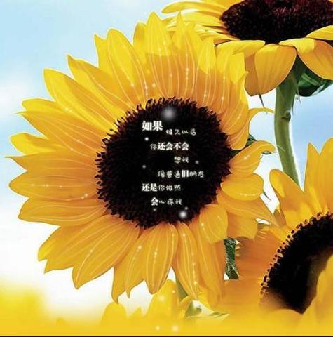向日葵的诗句（向日葵口号霸气押韵长句）