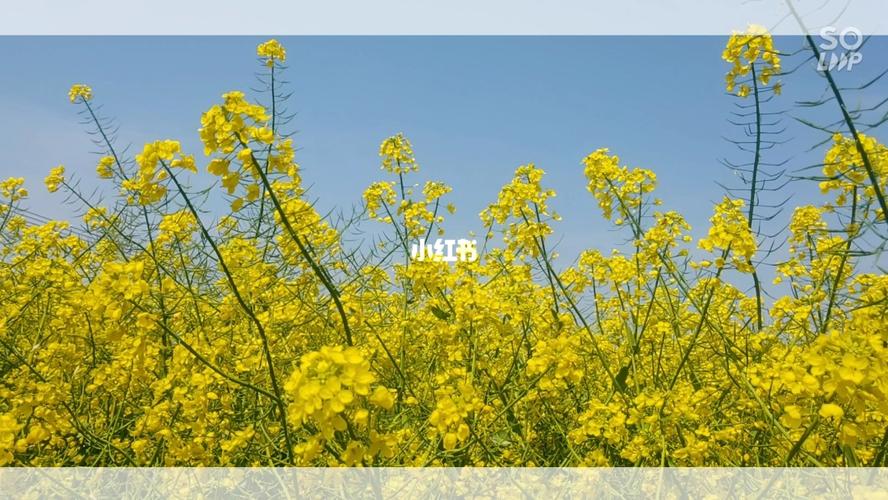 春天的美好（一场雨后的邂逅）

