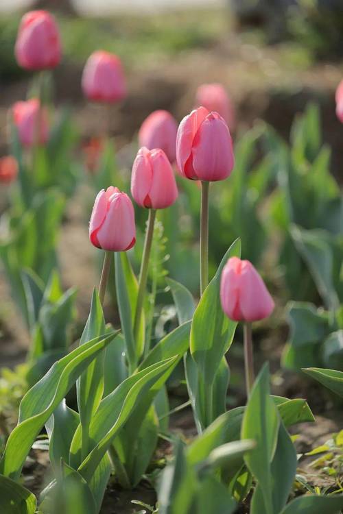 Spring:TheSeasonofRebirth
