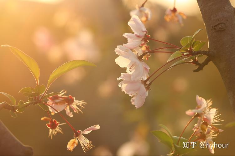 春天的气息（窗外的美丽风景）
