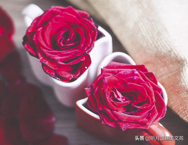 缘分的唯美句子经典（让我们来品味缘分的味道吧）
