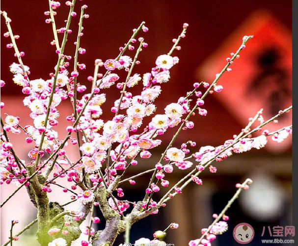 春暖花开，唯美短句（2023年立春，大地回春）
