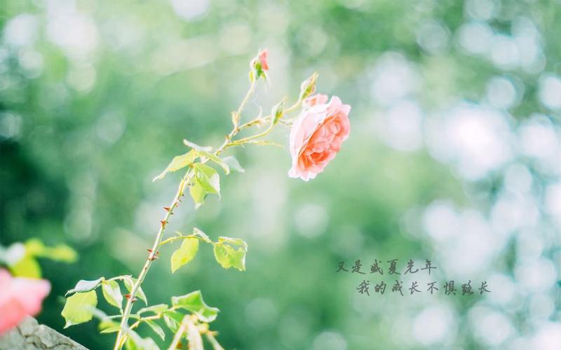 心情美好，心生光明（唯美短句，美好生活）
