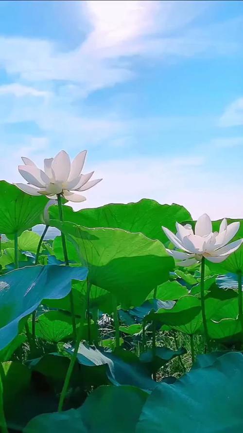 夏日芳草绿，阳光满溢心
