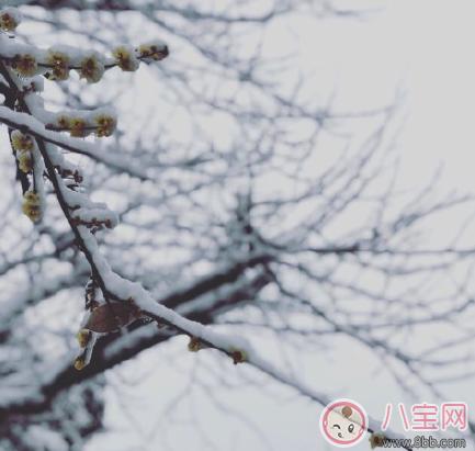 2023年大雪纷飞，美不胜收
