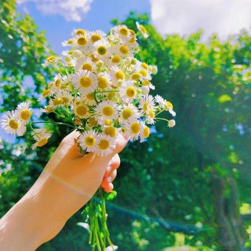 五月花开（缤纷多彩）
