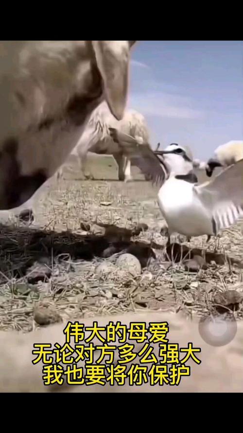 母爱——一种伟大的力量（无私、包容、支持）
