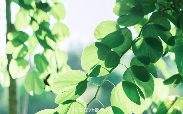 爱的温馨清晨（唯美早安句子给女朋友）
