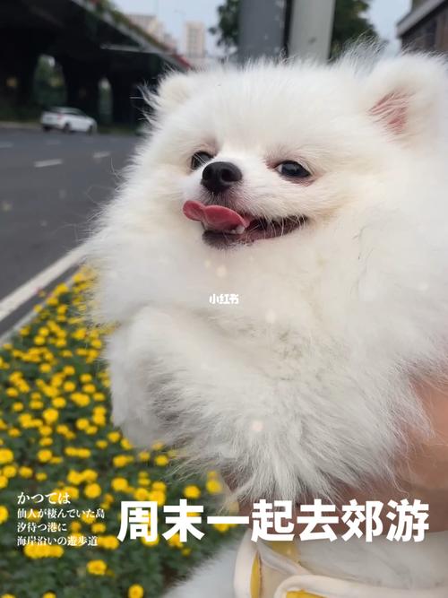 养一只小狗的作文二年级200字（《可爱的朋友
》）