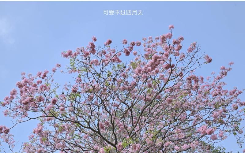 可爱美丽的春天来了作文二年级（《那个可爱的小女孩
》）