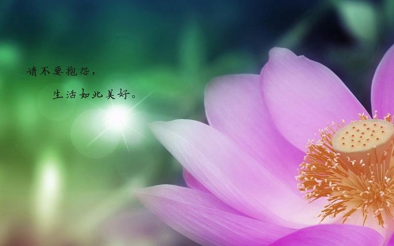 有关我们不应该报怨的作文800字（《不应报怨的教训》）