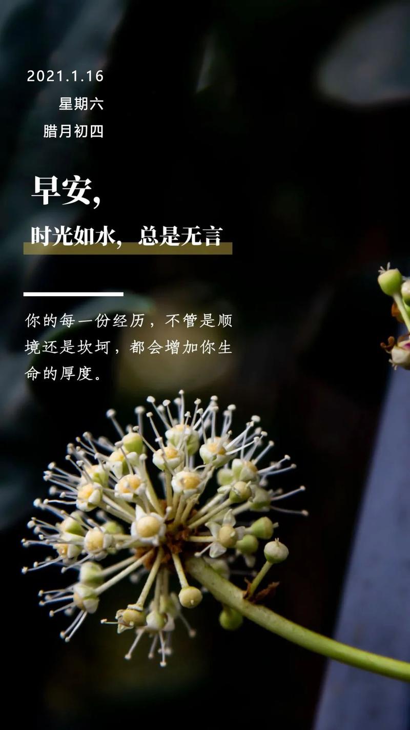 适合发朋友圈的早安说说心情句子（《美好清晨，美好生活》
）