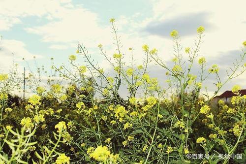 2021年清明节的说说（清明节——缅怀故人，感悟生命）