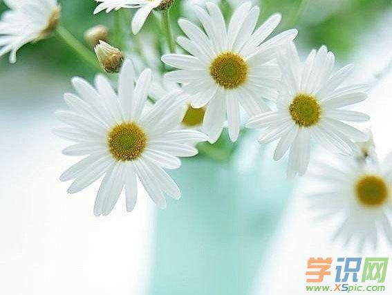神秘的句子（探寻文字背后的奥秘
）