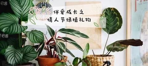 绿植带来好心情的经典语录（家有绿植好心情说说问候语）