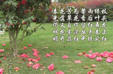 含有落花的诗句古诗（描写落花的名句赠言）