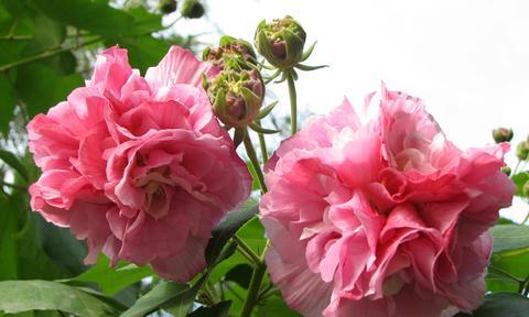 赞美芙蓉花的优美诗词（芙蓉花现代摘抄）