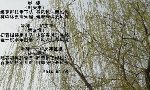 描写江南柳树的诗句（关于柳的诗词有哪些精辟）