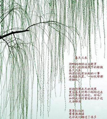 描写江南柳树的诗句（关于柳的诗词有哪些精辟）
