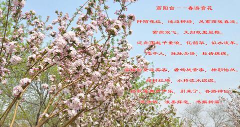 海棠古诗背诵（形容海棠花的优美句子古风书摘）
