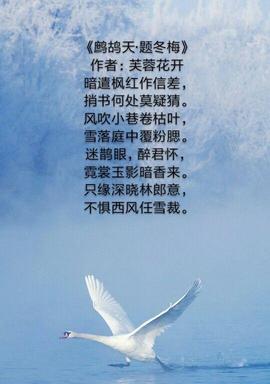 飞的诗句大全100个（问候语）