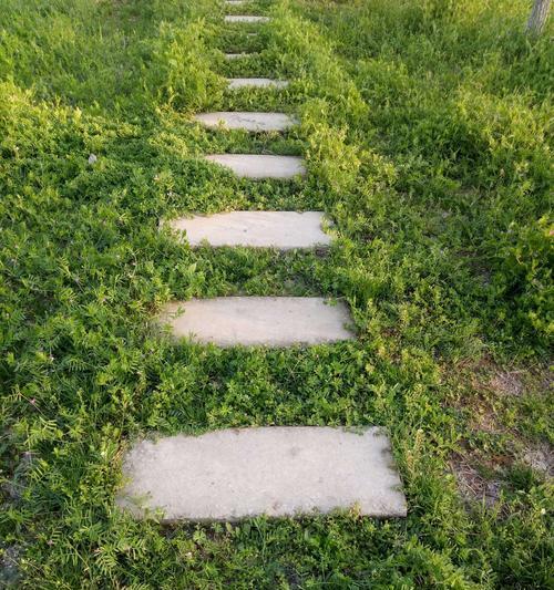 前行路上有梦想作文800字（前行路上有梦想优秀）