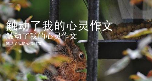 最温暖的陪伴初一作文600字（陪伴点亮了我的心灵满分）