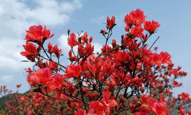 杜鹃花的古诗30首（杜鹃花的30首语句）